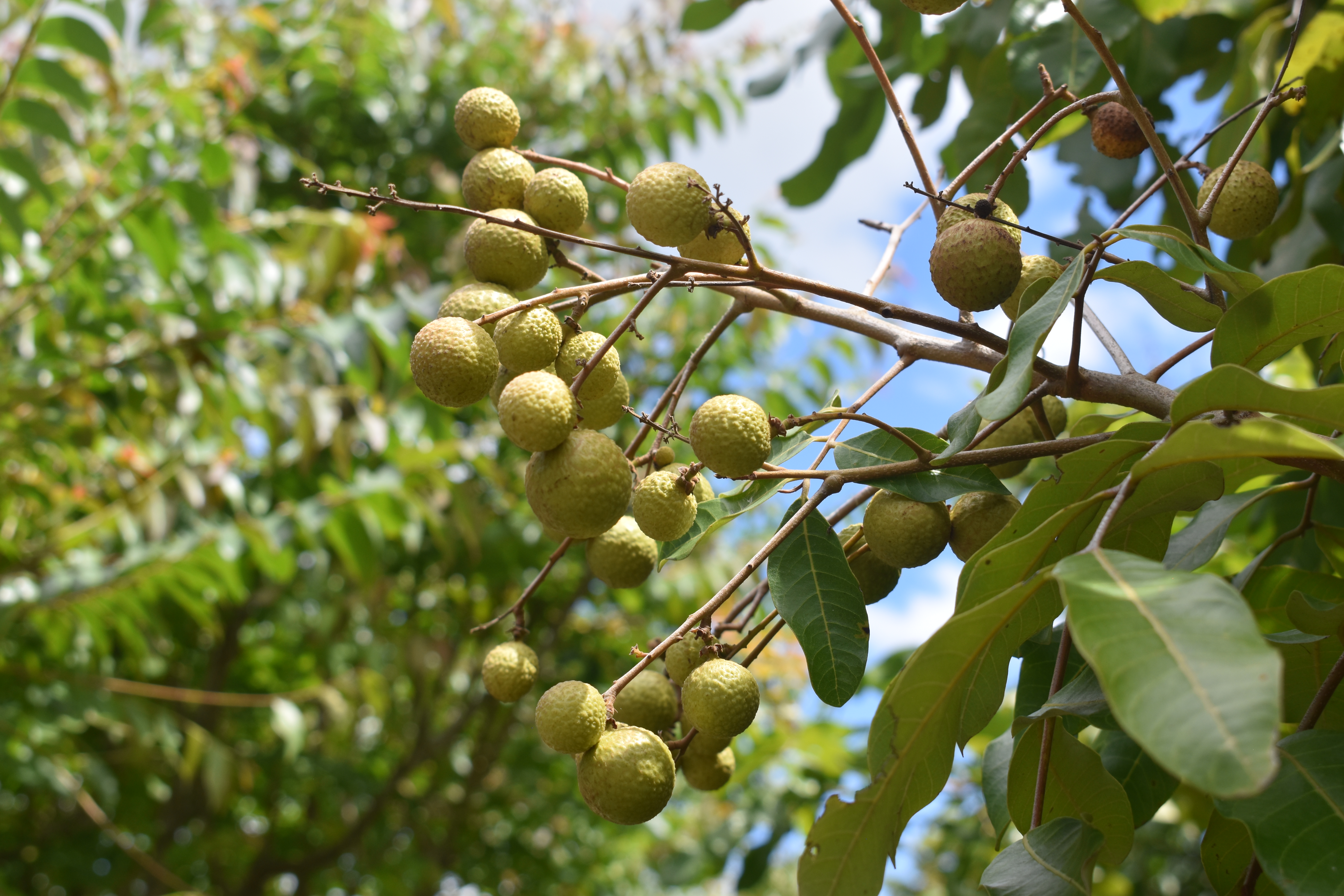 Photo 11 - Longan.JPG